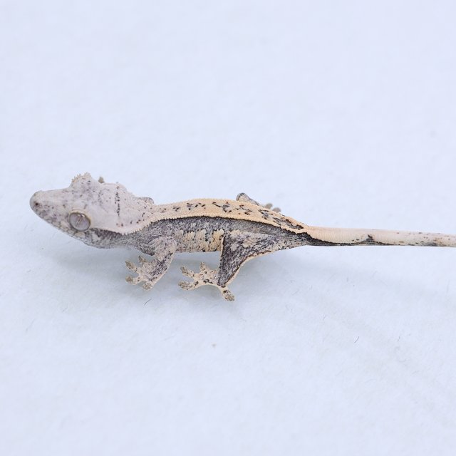 트라이 익스트림할리퀸 쿼드 풀핀