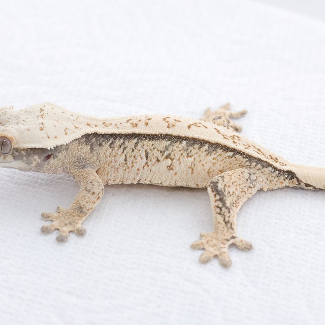 Drippy White Spot Extreme Harlequin Normal