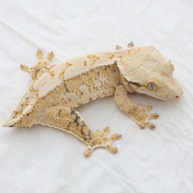 Normal Tri Drippy Extreme Harlequin Quad White Spot