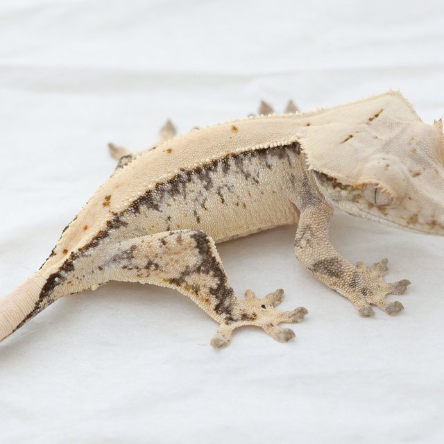 Tri Drippy White Spot Extreme Harlequin