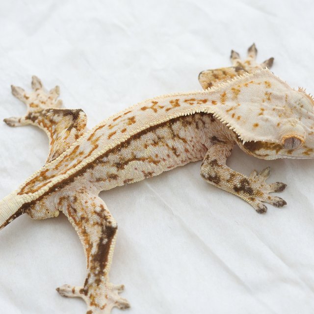 Quad Full Pinstripe Tri Extreme Harlequin Normal