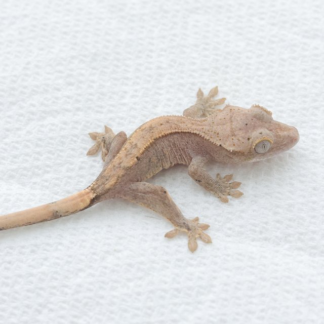 Hypo Normal