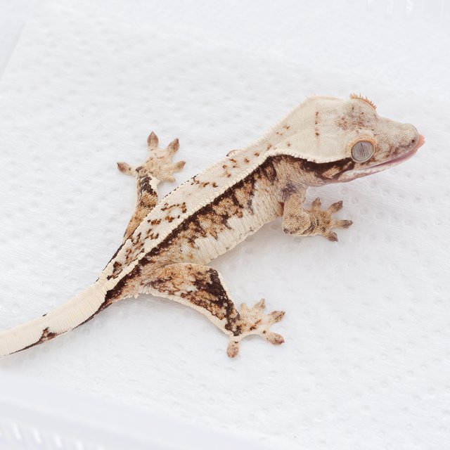 Tri Extreme Harlequin Quad Full Pinstripe Normal