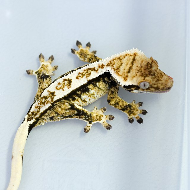 트라이 익스트림할리퀸 화이트핀