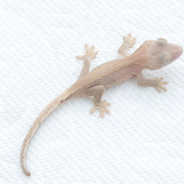 Lilly White Hypo