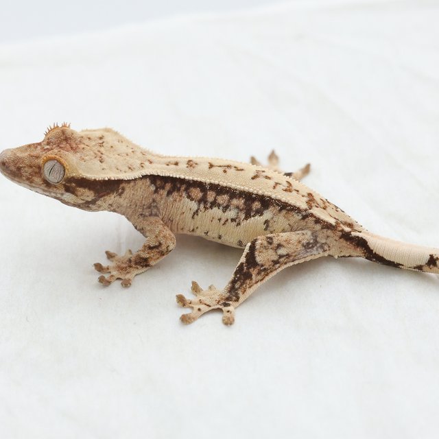 Normal White Spot Drippy Tri Extreme Harlequin