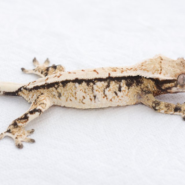 Tri Extreme Harlequin White Spot Normal