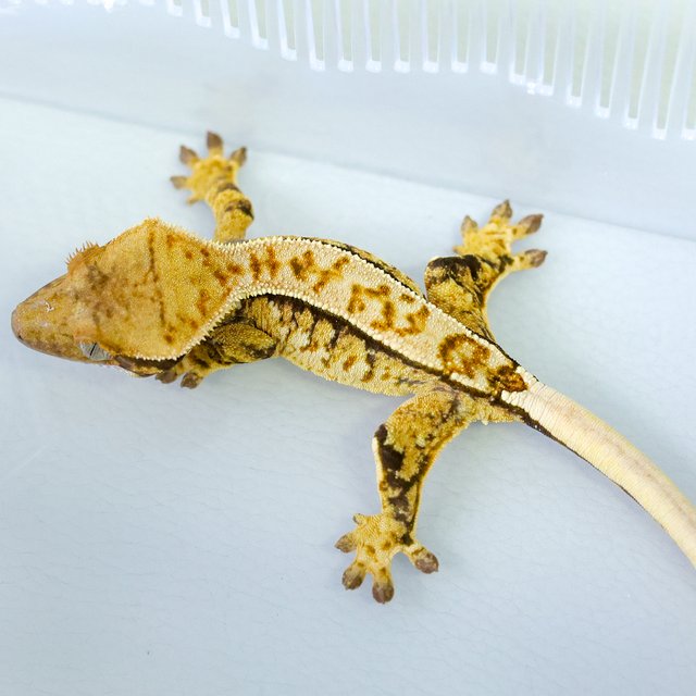 노멀 트라이 익스트림할리퀸