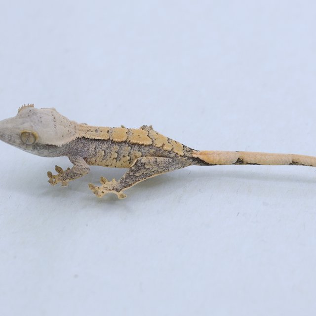 트라이 익스트림할리퀸 드리피 할리퀸