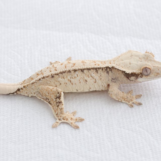 Drippy White Spot Tri Extreme Harlequin Normal