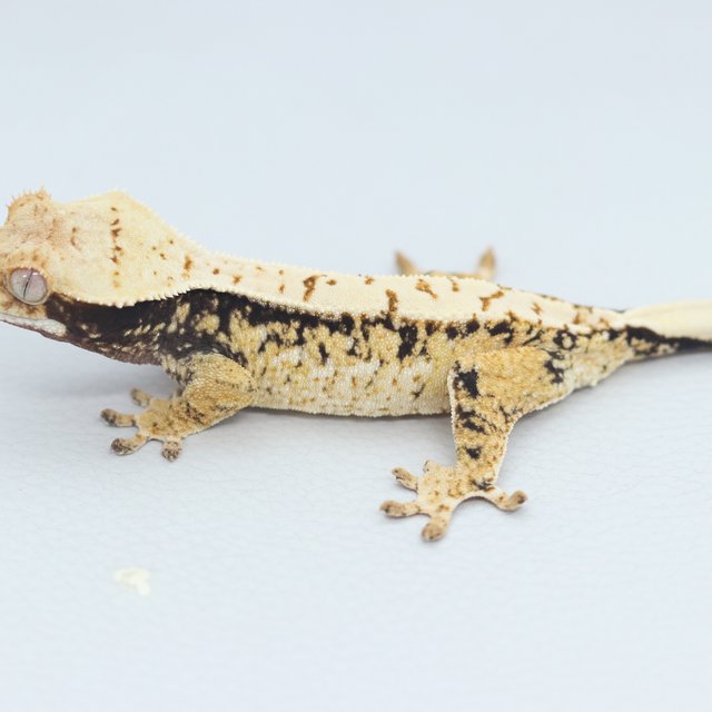 Normal Tri Extreme Harlequin White Spot