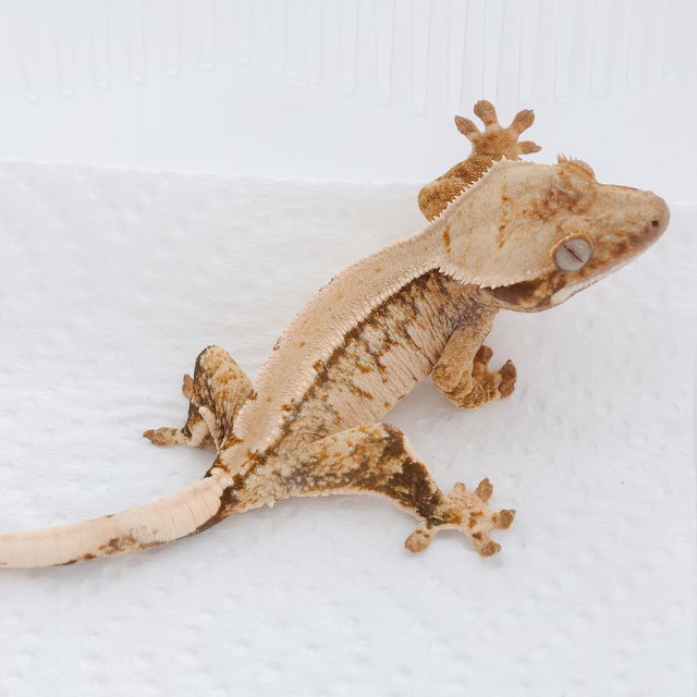 Tri Extreme Harlequin Quad Normal