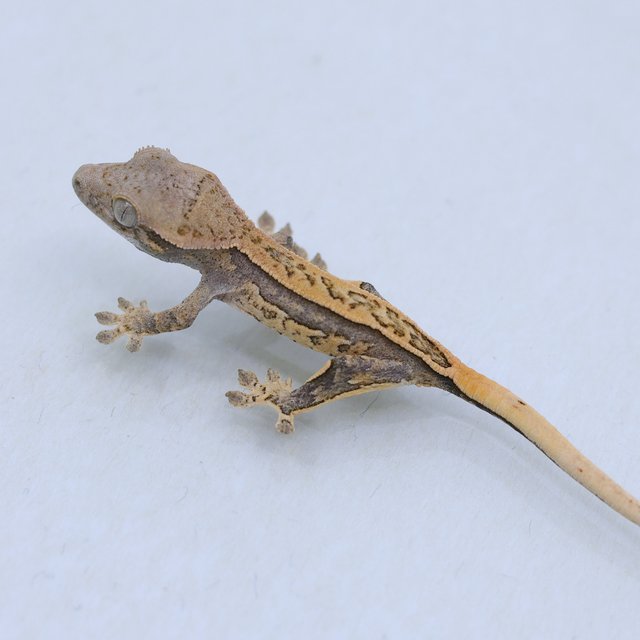 쿼드 풀핀 트라이