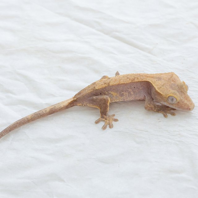 Hypo