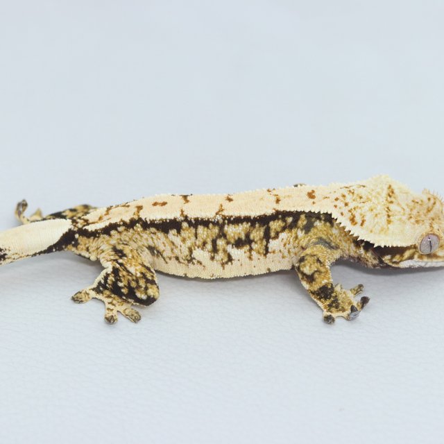 Normal Tri Extreme Harlequin Quad Tangerine