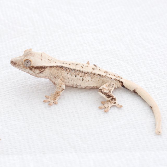 Tri Normal White Spot Extreme Harlequin Drippy