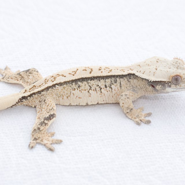 Drippy White Spot Extreme Harlequin Normal