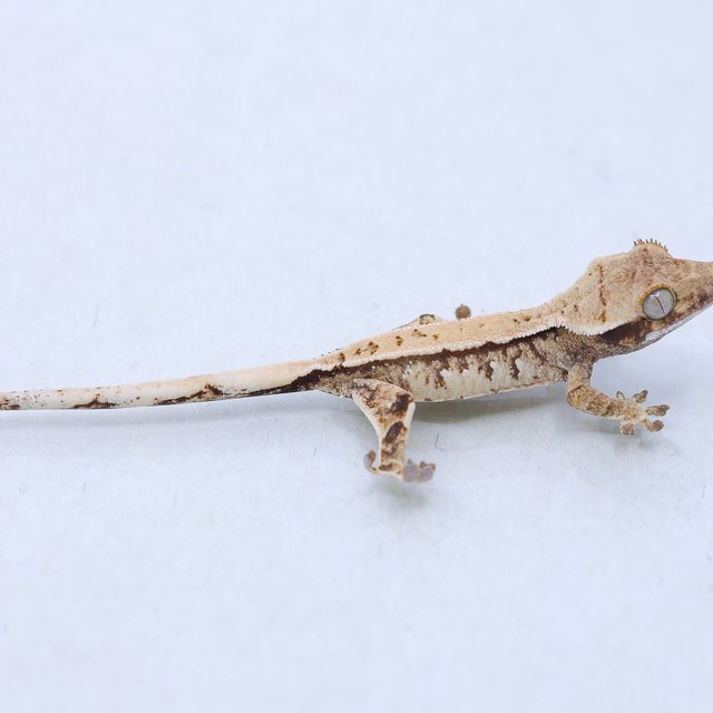 트라이 익스트림할리퀸