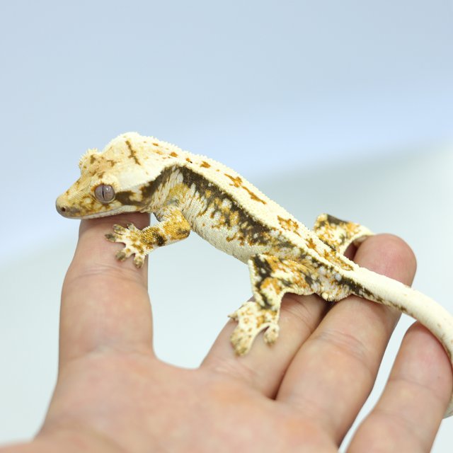 노멀 트라이 쿼드