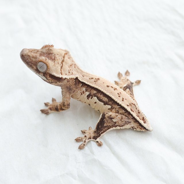 Quad Full Pinstripe Tri Normal