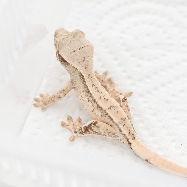 White Spot Tri Drippy Extreme Harlequin