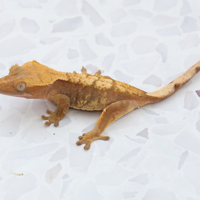 Hypo