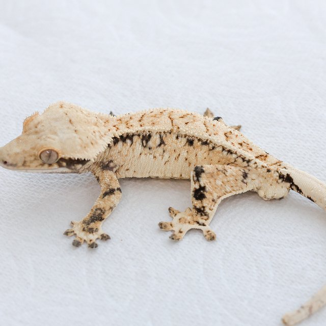 드리피 화이트스팟 트라이 익스트림할리퀸