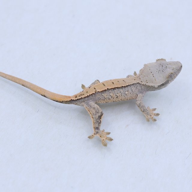 드리피 화이트스팟 트라이 익스트림할리퀸