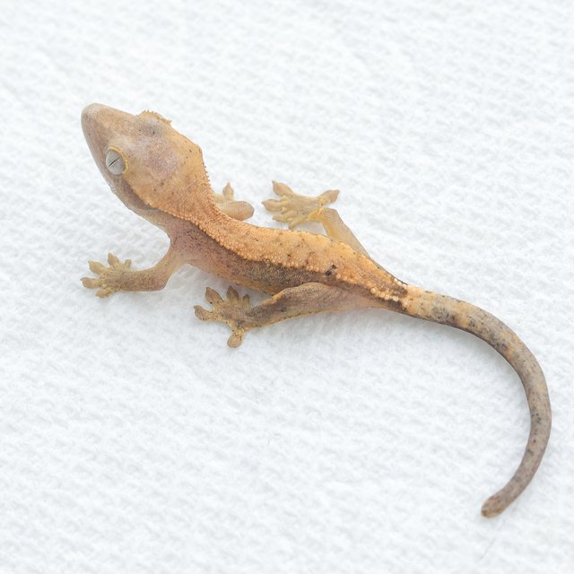 Hypo Normal