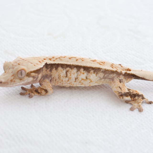 Normal Tri Extreme Harlequin White Spot