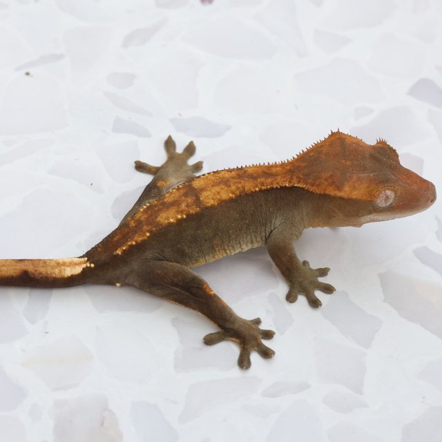 Hypo