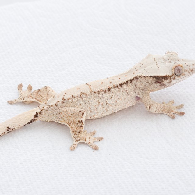 Drippy White Spot Tri Extreme Harlequin Normal