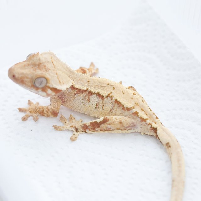 Tri Extreme Harlequin Red
