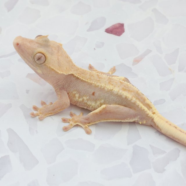 Lilly White Hypo
