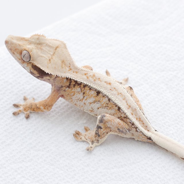 Drippy White Spot Tri Extreme Harlequin Normal