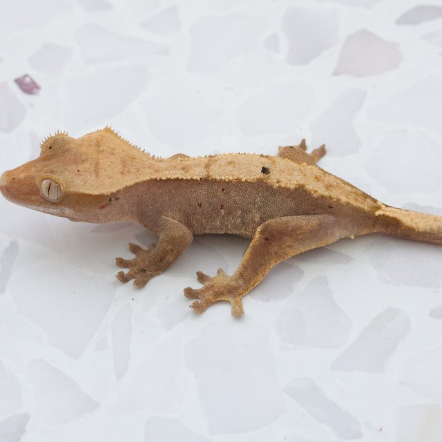Hypo