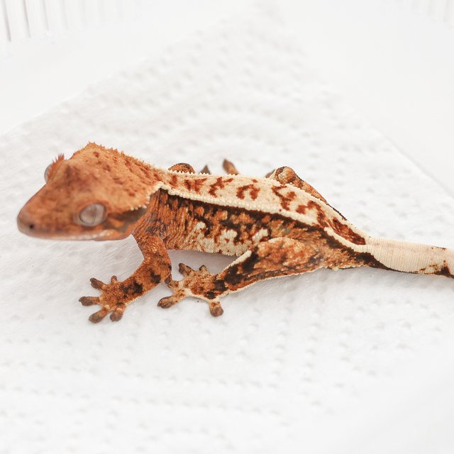 Tangerine Quad Full Pinstripe Tri