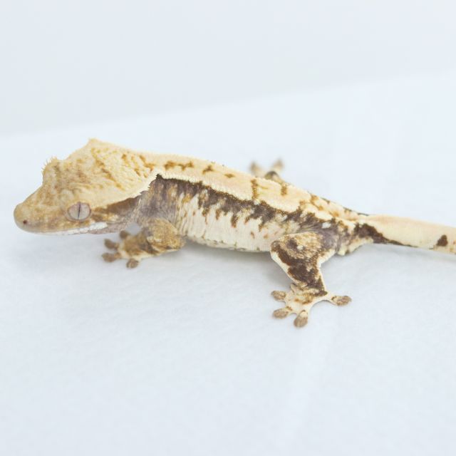 Tri Normal Extreme Harlequin