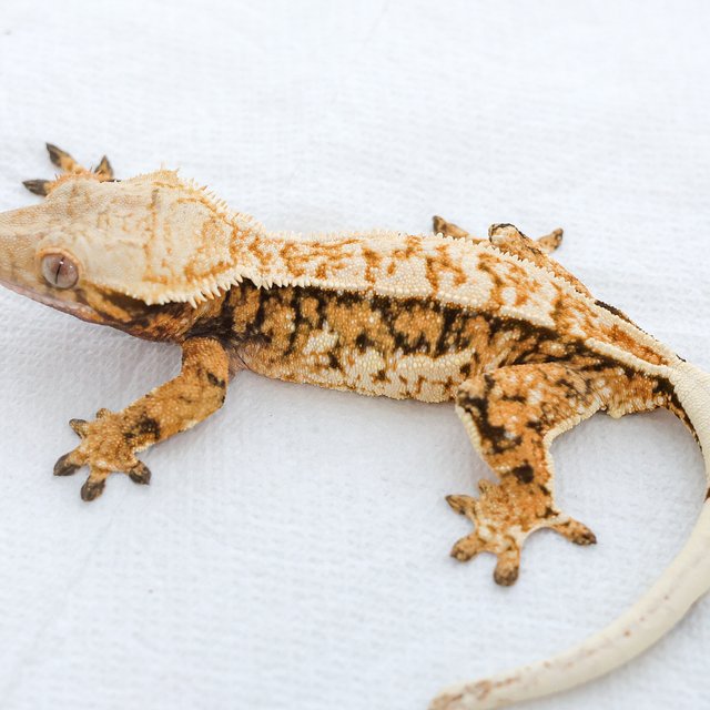 트라이 익스트림할리퀸