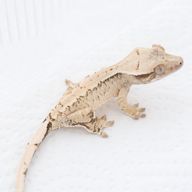 Drippy White Spot Tri Extreme Harlequin