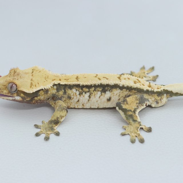 Normal Tri Extreme Harlequin White Spot