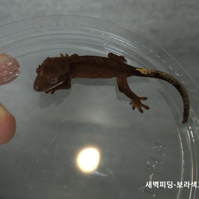 챠콜