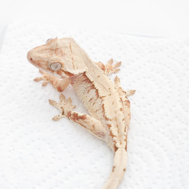 레드 트라이 익스트림할리퀸