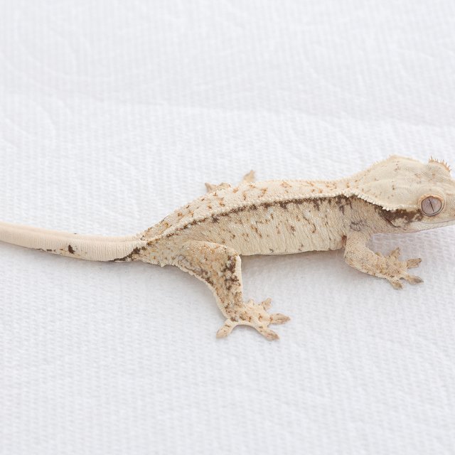 Drippy White Spot Tri Extreme Harlequin Normal
