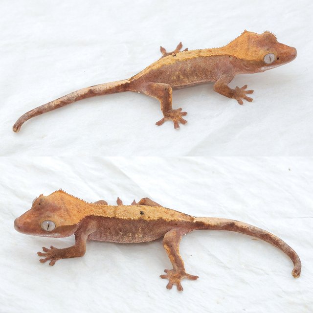 Hypo