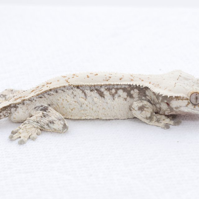 Drippy White Spot Extreme Harlequin Normal
