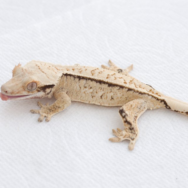 Drippy White Spot Tri Extreme Harlequin Normal