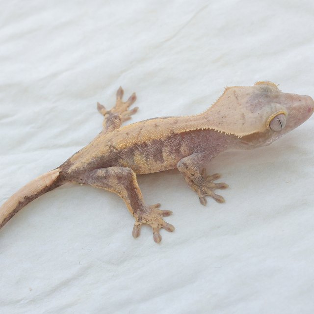 Hypo