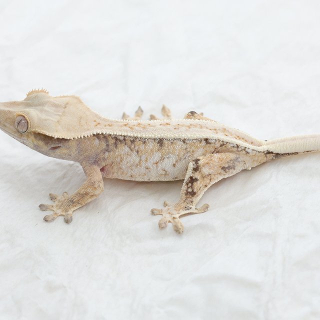 Normal Drippy White Spot Extreme Harlequin Tri