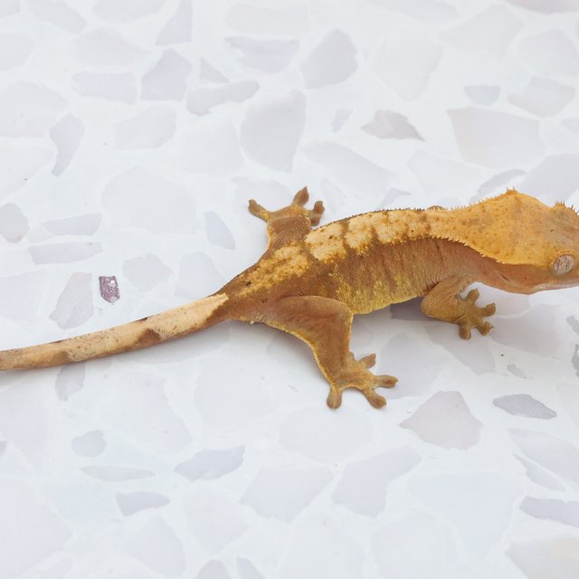 Hypo